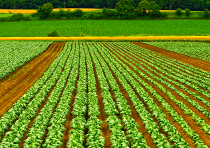 写真：国産新鮮生野菜