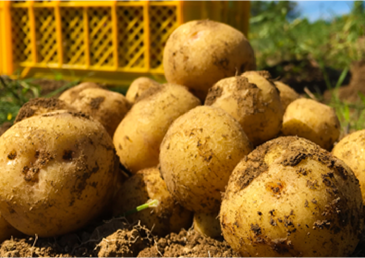 写真：北海道剣淵町産じゃがいも